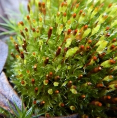 Tayloria octoblepharum at Aranda, ACT - 3 Aug 2017