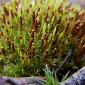 Tayloria octoblepharum at Aranda, ACT - 3 Aug 2017