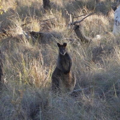 Wallabia bicolor (Swamp Wallaby) at Belconnen, ACT - 1 Aug 2017 by CathB