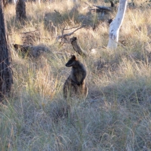 Wallabia bicolor at Belconnen, ACT - 1 Aug 2017