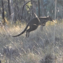 Wallabia bicolor at Belconnen, ACT - 1 Aug 2017