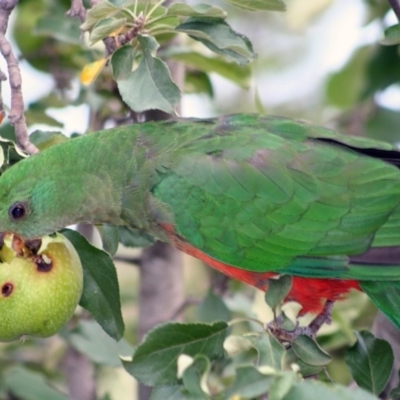 Alisterus scapularis (Australian King-Parrot) at Higgins, ACT - 3 Feb 2008 by AlisonMilton