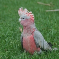 Eolophus roseicapilla (Galah) at Holt, ACT - 14 Dec 2008 by AlisonMilton