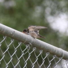 Hirundo neoxena (Welcome Swallow) at Holt, ACT - 7 Jan 2009 by Alison Milton