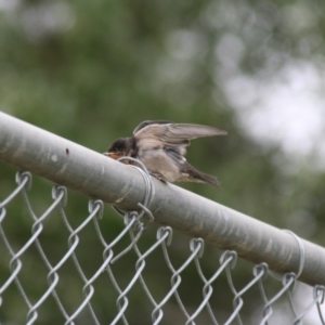 Hirundo neoxena at Holt, ACT - 8 Jan 2009