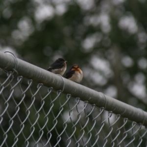 Hirundo neoxena at Holt, ACT - 8 Jan 2009