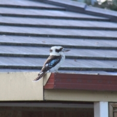 Dacelo novaeguineae (Laughing Kookaburra) at Higgins, ACT - 17 Oct 2010 by AlisonMilton