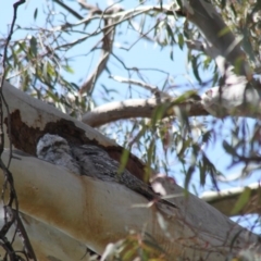 Podargus strigoides (Tawny Frogmouth) at Hawker, ACT - 23 Oct 2011 by AlisonMilton