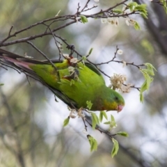 Polytelis swainsonii (Superb Parrot) at Hawker, ACT - 21 Oct 2012 by AlisonMilton