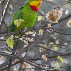 Polytelis swainsonii at Hawker, ACT - 21 Oct 2012