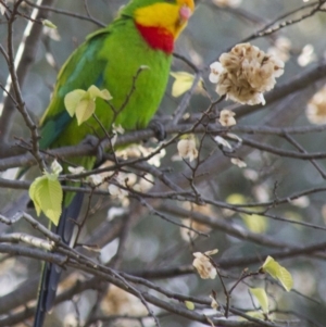 Polytelis swainsonii at Hawker, ACT - 21 Oct 2012