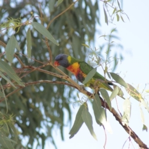 Trichoglossus moluccanus at Higgins, ACT - 24 Nov 2013 09:23 AM