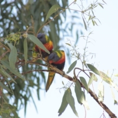 Trichoglossus moluccanus at Higgins, ACT - 24 Nov 2013 09:23 AM