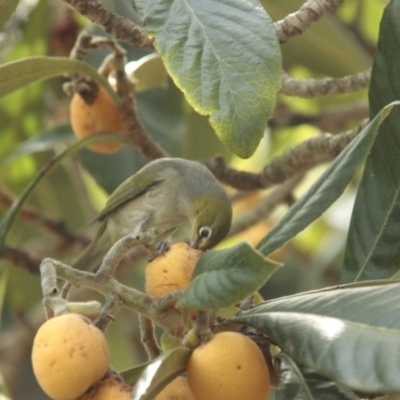 Zosterops lateralis (Silvereye) at Higgins, ACT - 21 Dec 2013 by Alison Milton