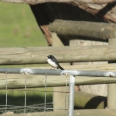 Rhipidura leucophrys (Willie Wagtail) at Hawker, ACT - 15 Apr 2014 by Alison Milton