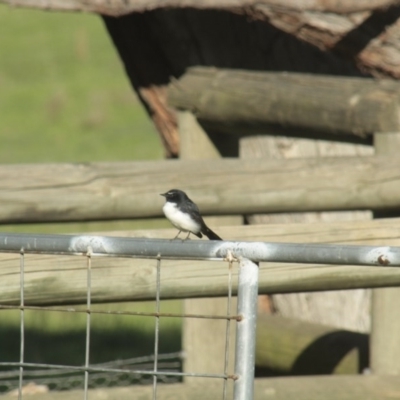 Rhipidura leucophrys (Willie Wagtail) at Hawker, ACT - 15 Apr 2014 by Alison Milton