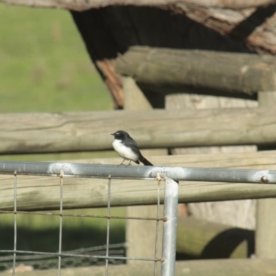 Rhipidura leucophrys (Willie Wagtail) at The Pinnacle - 15 Apr 2014 by Alison Milton