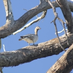 Chenonetta jubata (Australian Wood Duck) at The Pinnacle - 16 Apr 2014 by AlisonMilton