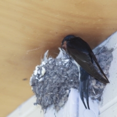 Hirundo neoxena (Welcome Swallow) at Holt, ACT - 9 Oct 2009 by AlisonMilton