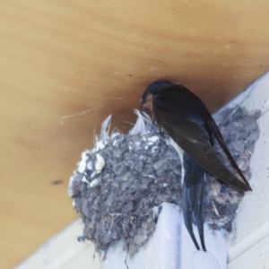 Hirundo neoxena at Holt, ACT - 9 Oct 2009