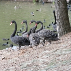 Cygnus atratus (Black Swan) at Belconnen, ACT - 20 Mar 2006 by AlisonMilton