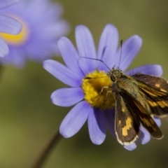 Ocybadistes walkeri (Green Grass-dart) at Higgins, ACT - 27 Apr 2013 by Alison Milton