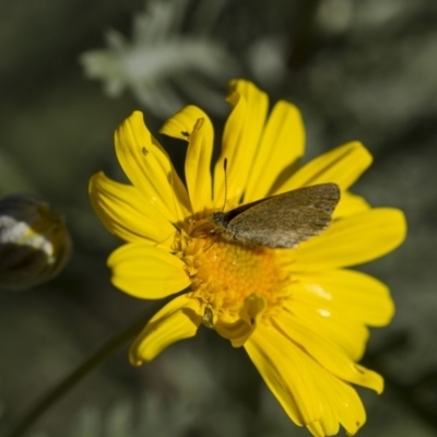 Zizina otis (Common Grass-Blue) at Higgins, ACT - 27 Apr 2013 by Alison Milton