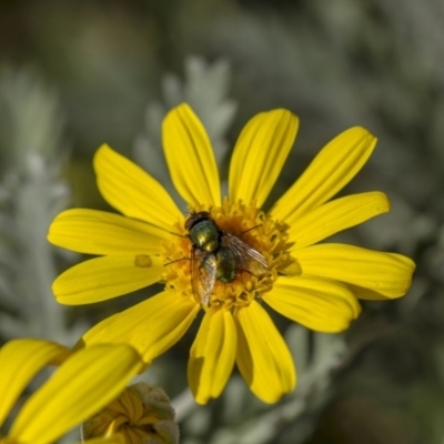 Lucilia cuprina (Australian sheep blowfly) at Higgins, ACT - 27 Apr 2013 by Alison Milton