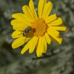 Eristalinus punctulatus (Golden Native Drone Fly) at Higgins, ACT - 27 Apr 2013 by AlisonMilton