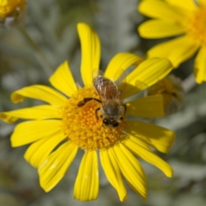 Apis mellifera at Higgins, ACT - 27 Apr 2013 02:26 PM