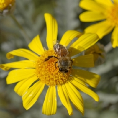 Apis mellifera (European honey bee) at Higgins, ACT - 27 Apr 2013 by AlisonMilton