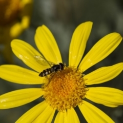 Melangyna viridiceps (Hover fly) at Higgins, ACT - 27 Apr 2013 by AlisonMilton