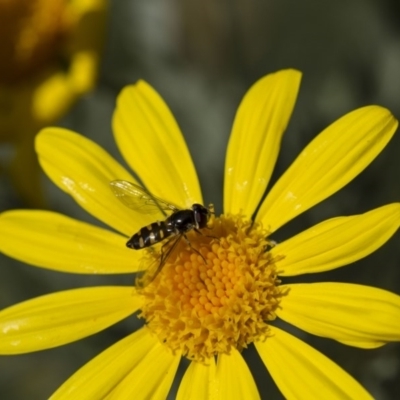 Melangyna viridiceps (Hover fly) at Higgins, ACT - 27 Apr 2013 by AlisonMilton