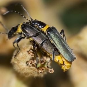 Chauliognathus lugubris at Higgins, ACT - 27 Apr 2013 02:20 PM