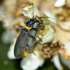 Chauliognathus lugubris at Higgins, ACT - 27 Apr 2013 02:20 PM