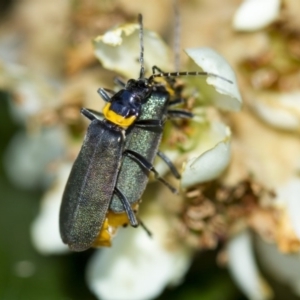 Chauliognathus lugubris at Higgins, ACT - 27 Apr 2013 02:20 PM