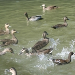 Anas superciliosa (Pacific Black Duck) at Lake Ginninderra - 5 Apr 2008 by AlisonMilton