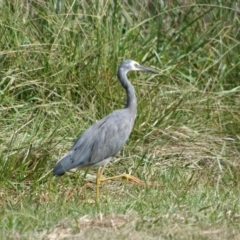 Egretta novaehollandiae (White-faced Heron) at Belconnen, ACT - 29 Mar 2008 by AlisonMilton