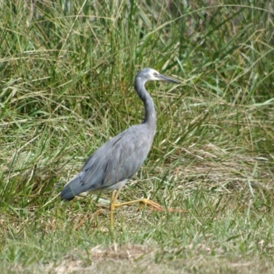 Egretta novaehollandiae (White-faced Heron) at Lake Ginninderra - 29 Mar 2008 by Alison Milton