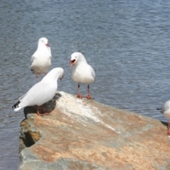 Chroicocephalus novaehollandiae (Silver Gull) at Lake Ginninderra - 29 Mar 2008 by AlisonMilton