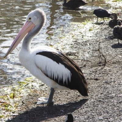 Pelecanus conspicillatus (Australian Pelican) at Lake Ginninderra - 25 May 2014 by AlisonMilton