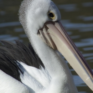 Pelecanus conspicillatus at Belconnen, ACT - 25 May 2014