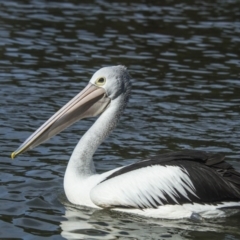 Pelecanus conspicillatus at Belconnen, ACT - 25 May 2014