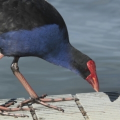 Porphyrio melanotus (Australasian Swamphen) at Lake Ginninderra - 25 May 2014 by Alison Milton