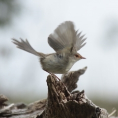 Malurus cyaneus (Superb Fairywren) at Lake Ginninderra - 25 May 2014 by Alison Milton