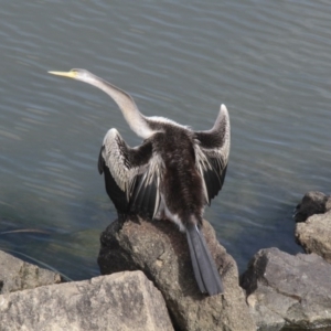 Anhinga novaehollandiae at Belconnen, ACT - 25 May 2014