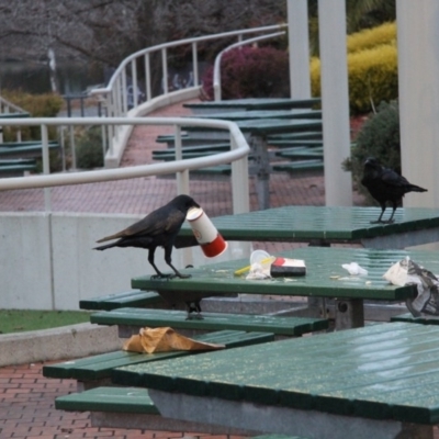 Corvus coronoides (Australian Raven) at Belconnen, ACT - 4 Jun 2015 by Alison Milton