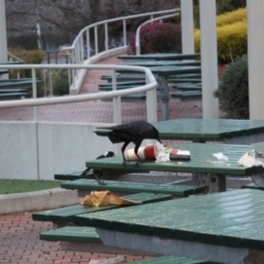 Corvus coronoides at Belconnen, ACT - 5 Jun 2015