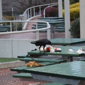 Corvus coronoides at Belconnen, ACT - 5 Jun 2015