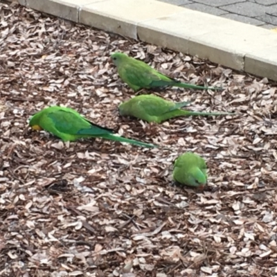 Polytelis swainsonii (Superb Parrot) at Wanniassa, ACT - 3 Aug 2017 by DionPJ